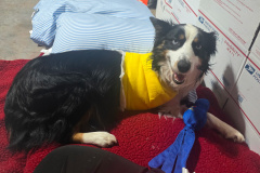 Finnsley Tripawd Amputation Recovery
