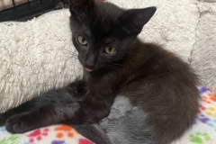 Tripawd Cat Poe Botero recovering