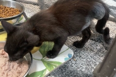 Tripawd Cat Poe Botero recovering