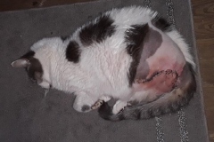 Tripawd Cat Incision