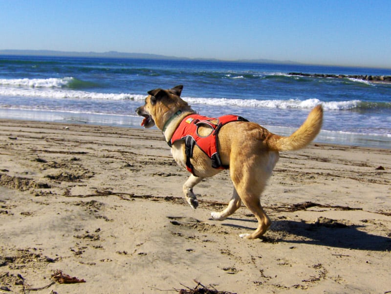 three legged dog maximutt runs on the beach