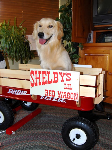 red radio flyer wagon help three legged dog shelby