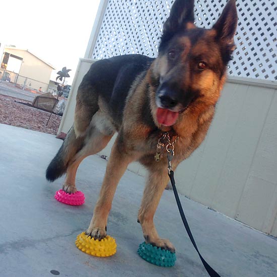 German Shepherd, Tripawd, amputee, three-legged, fitness, strengthening, FitPaws, Paw Pods