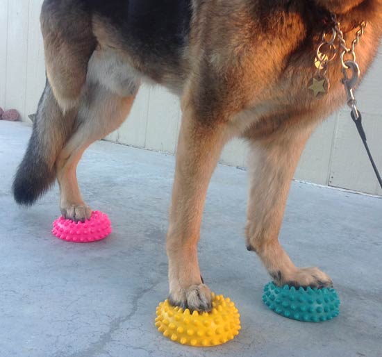 Tripawd, German Shepherd, fitness, exercise, strengthening, Paw Pods