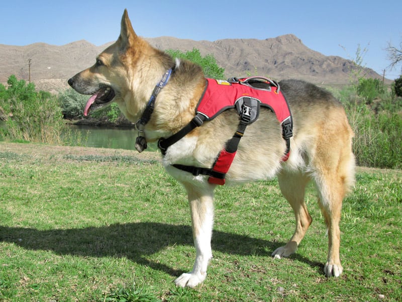 Harness To Help Three Legged Dog