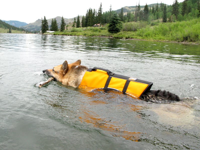 Help Three Legged Dogs Swim with Float Coat Canine Life Jacket