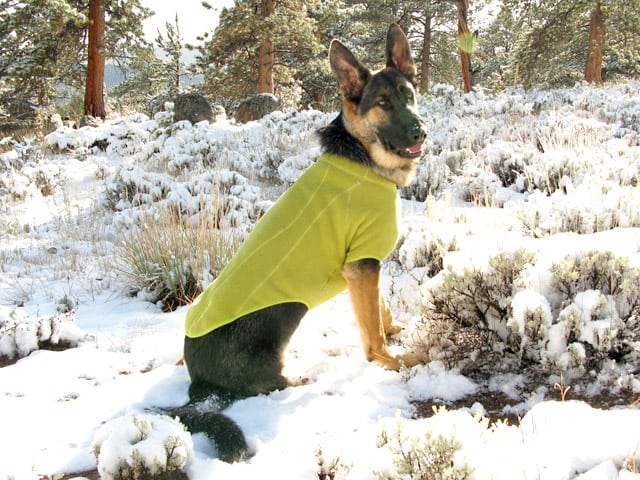 wyatt stays warm in climate changer dog sweater