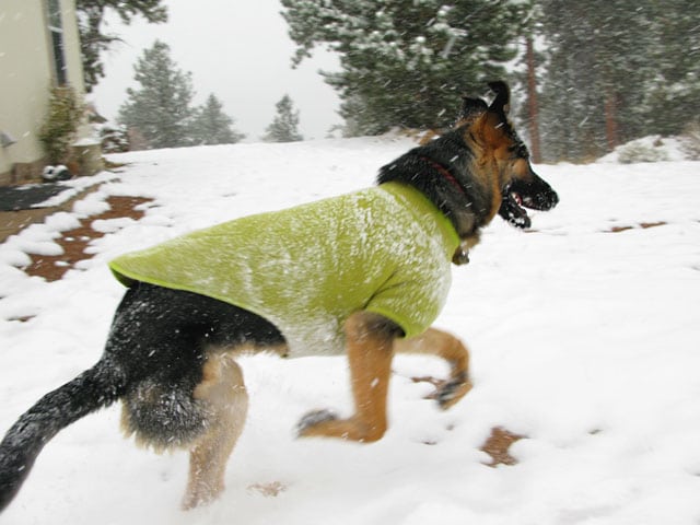 wyatt stays warm in climate changer dog sweater