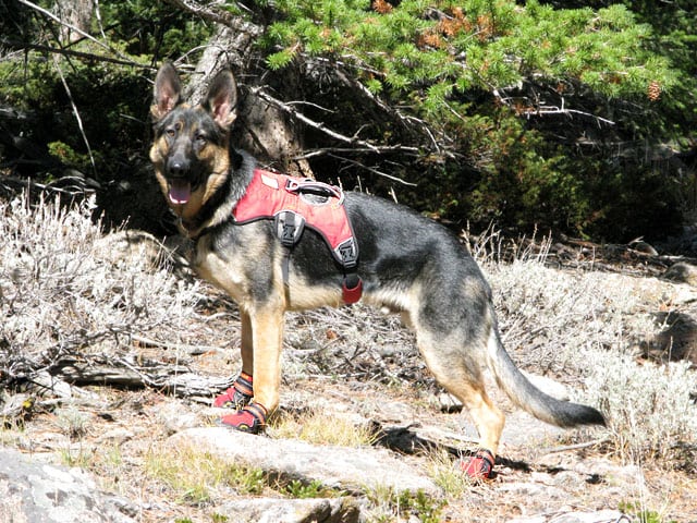 Wyatt wears Ruff Wear Web Master Harness and Grip Trex dog boots