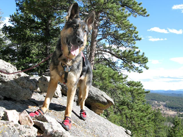 Ruffwear Grip Trex booties for tripod dog