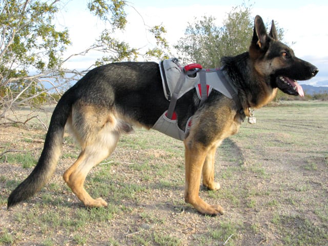 Ruffwear doubleback harness sale