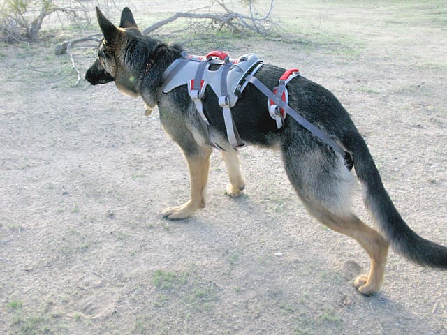 DoubleBack Harness Review for Rear Leg Tripawd Wyatt