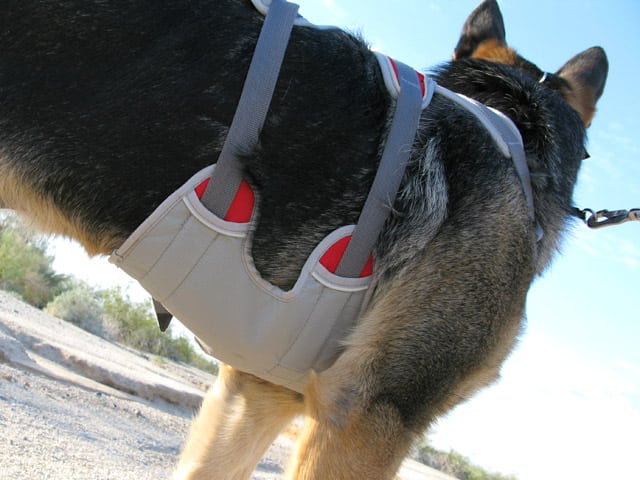 Tripawds Ruff Wear DoubleBack Harness Review for Front-Leg Tripod Dogs