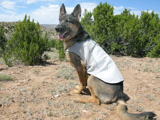 wyatt chills out in ruff wear swamp cooler