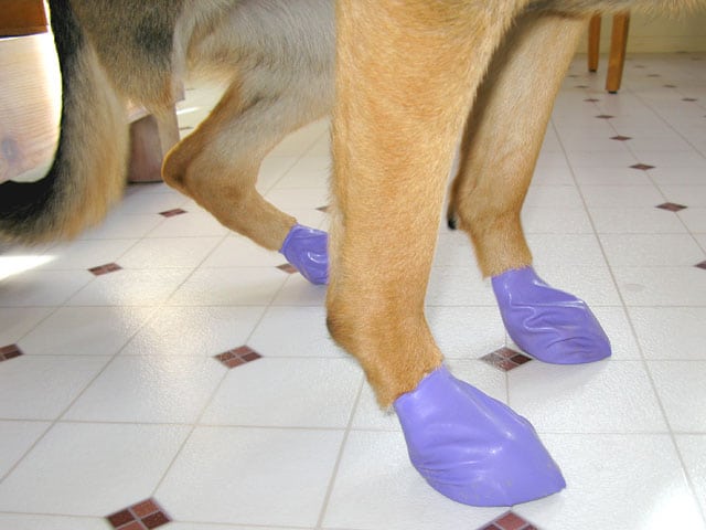 dog traction boots