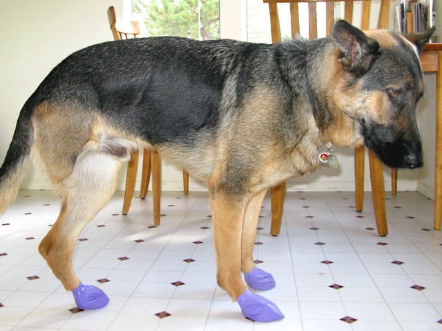 long dog booties