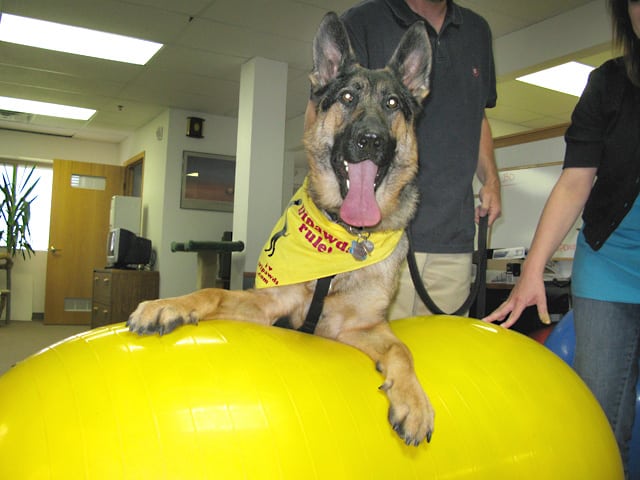 Wyatt Trains on FitPAWS Dog Conditioning Peanut