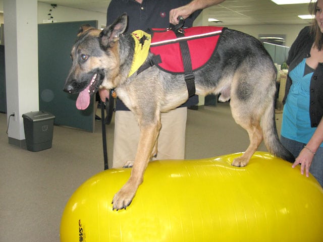 Wyatt Exercises on FitPAWS Peanut