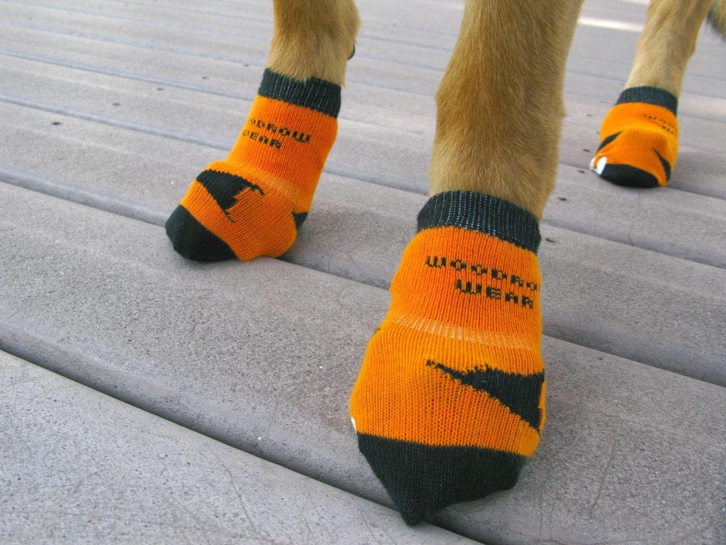 Power Paws No-Slip Socks for Three Legged Mobility Challenged Dogs