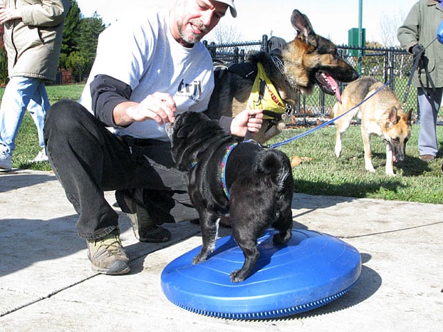 FitPAWS Balance Disc Pug Exercise