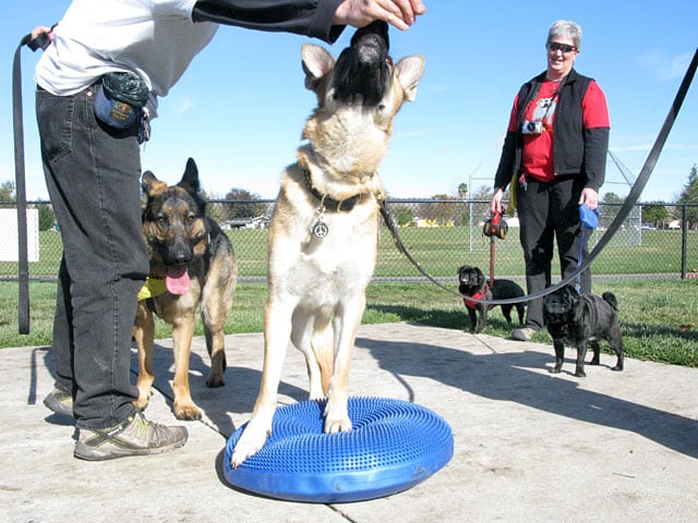 travis ray tries the fitpaws balance disc