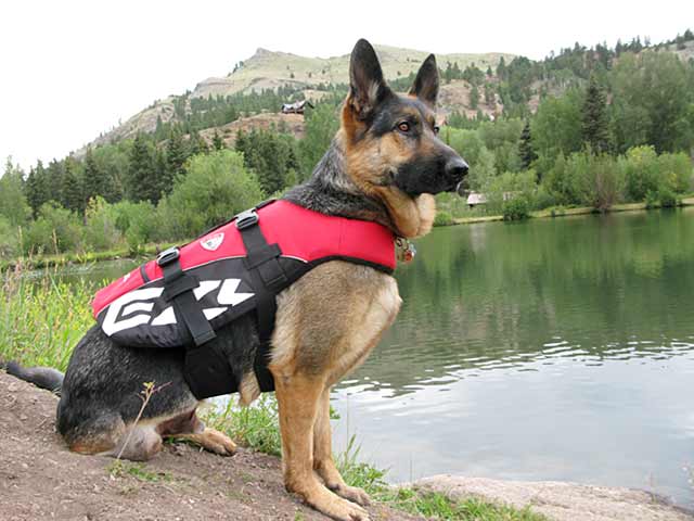 Wyatt Wears EzyDog Life Vest for Dogs