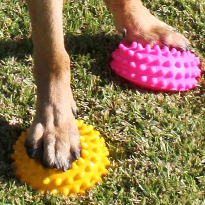 paw pods help three legged dogs strength balance