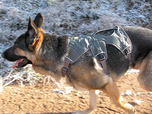 Best Support Harnesses to Help Three Legged Tripawd Dogs