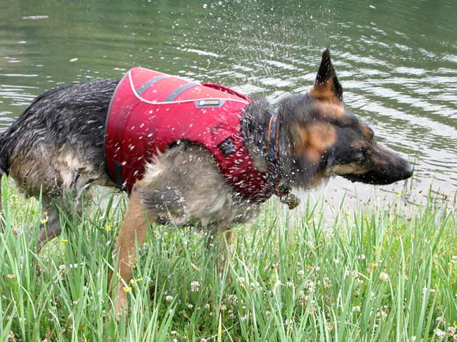 Three Legged GSD Shakes After Swimming in Ruffwear Float Coat