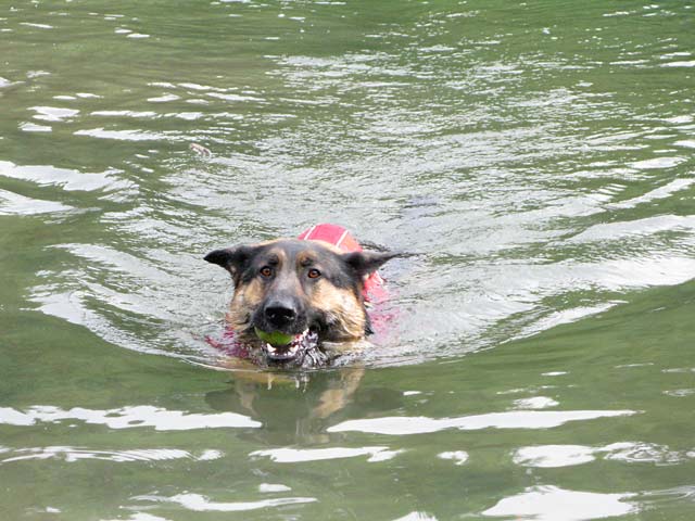 Three Legged German Shepherd Swimming