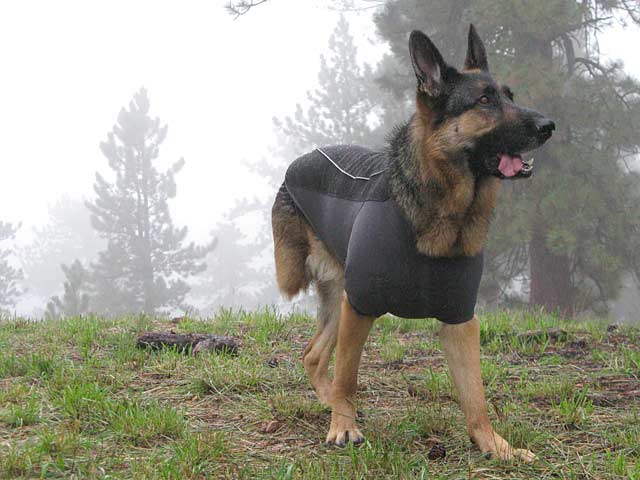 Tripawds Ruffwear Cloud Chaser Dog Jacket Product Review