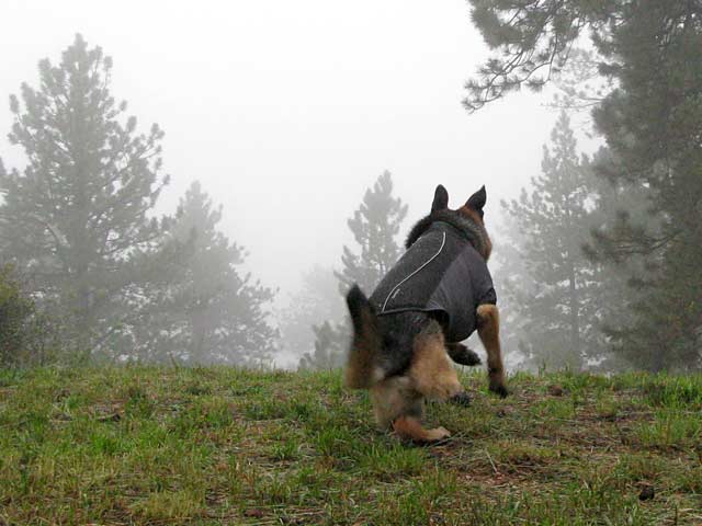 Tripawds Ruffwear Cloud Chaser Dog Jacket Product Review