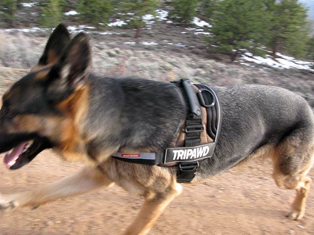 Wyatt in gold Tripawd Convert Harness by EzyDog