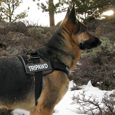 Best harness sale for tripod dog