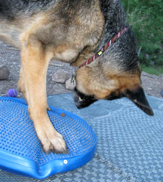 Wyatt Exercises on FitPAWS Balance Disc