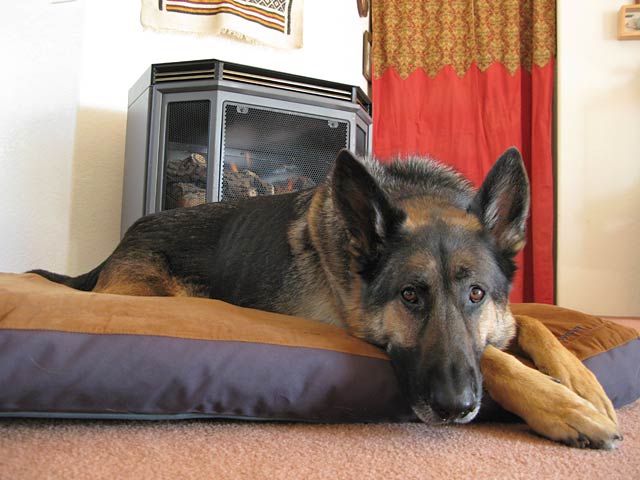 Three Legged German Shepherd Wyatt on Ruffwear Dog Bed