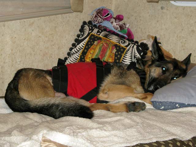 Tripawd's, pain, EMF shield, harness