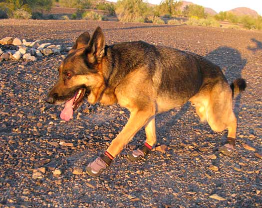 tripawds wyatt walks in desert