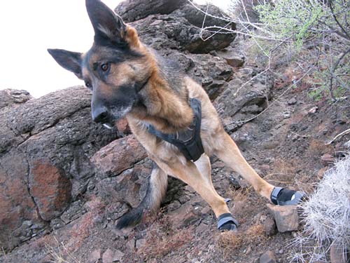 Ruffwear, Grip Trex, boots, tripawd, three-legged, tripod, amputee, dog