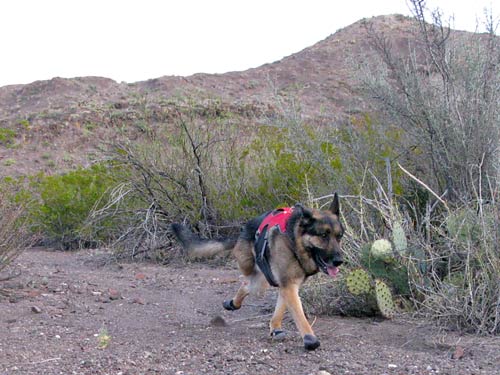 three-legged, dog, Ruffwear, boots, Grip Trex, amputee, tripawd, tripod