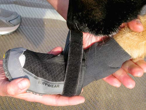 Tripawd Dogs Will Find Grip Trex Dog Boots Better Than Ever