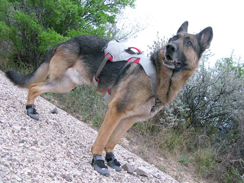 harness for tripawd dogs
