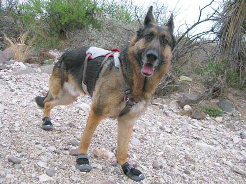 Doubleback dog clearance harness