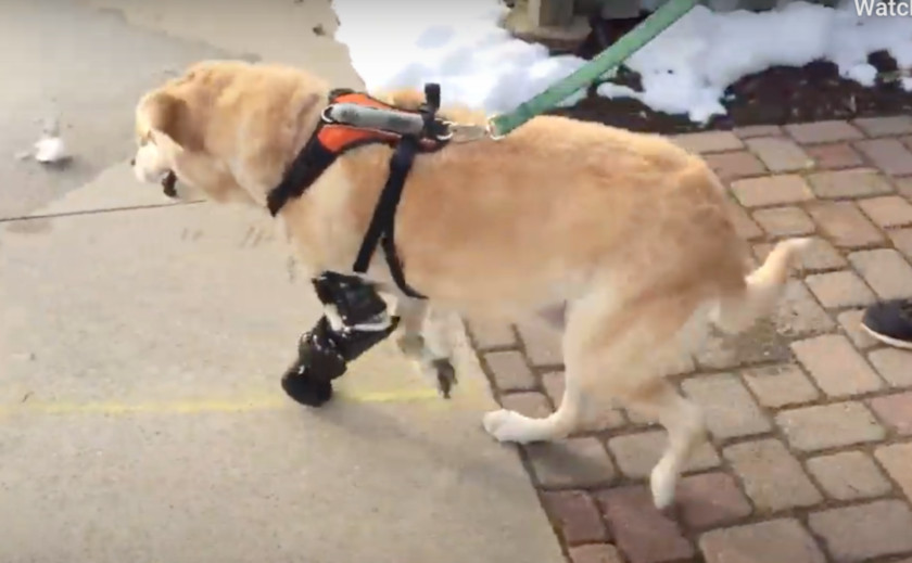 pet prosthetics worth it?