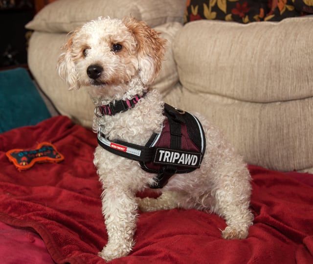 Tripawd, dog, breed, harness