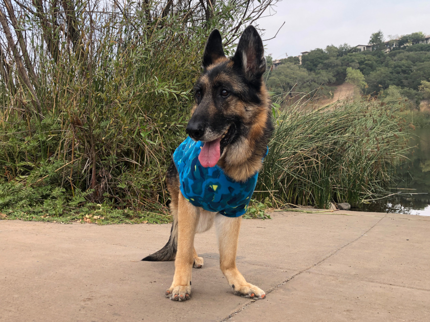 Best Winter Tripawd Dog Jacket