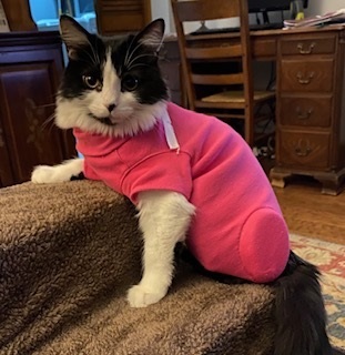 Cat Amputation Recovery Suit