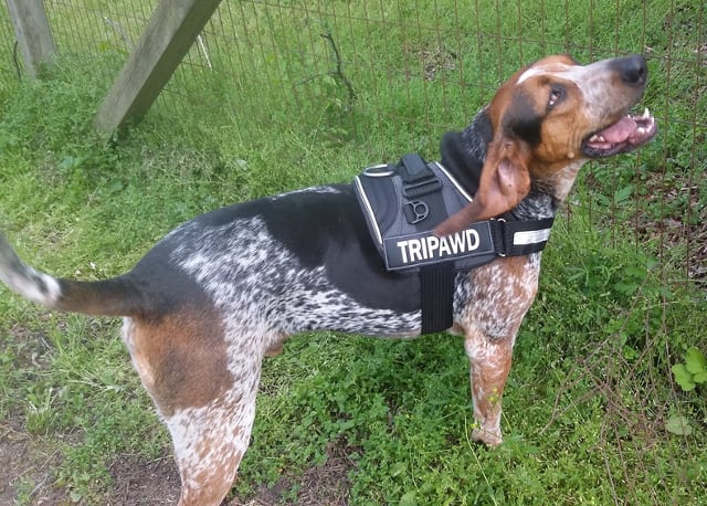 Tripawd, dog, harness