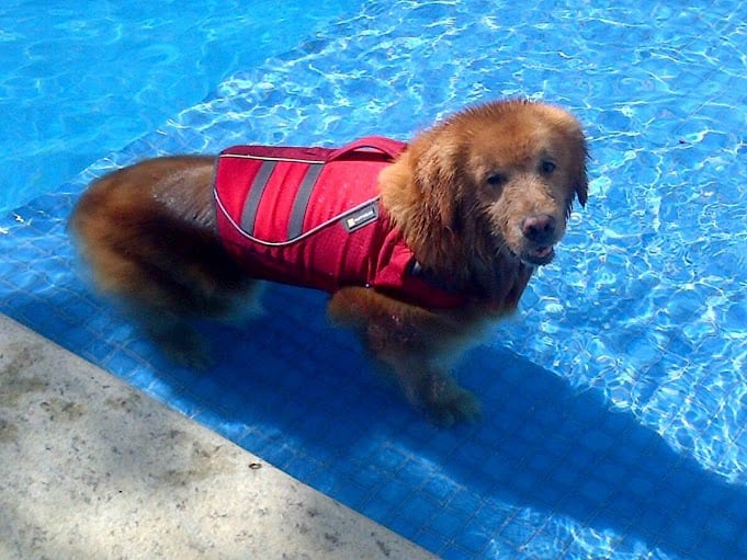 VetMedWear Suit for Amputee Dogs