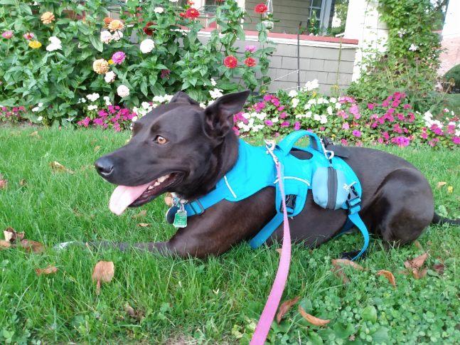 Jubilee models best Tripawd dog harness